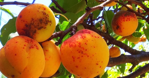 Распространенные болезни абрикосовых деревьев и их эффективное лечение