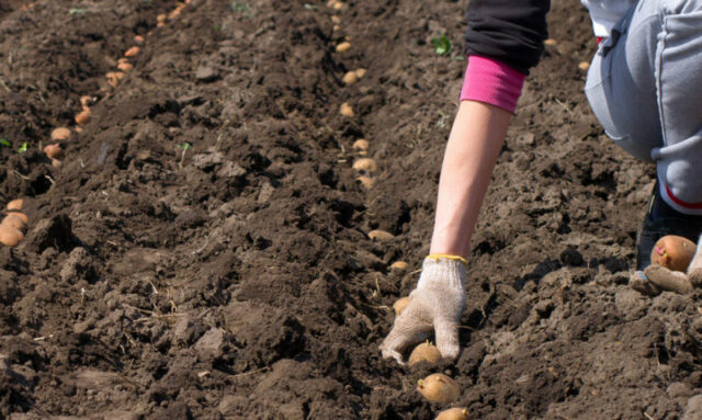 Стоит ли сажать картошку: аргументы за и против. Зачем люди это делают?