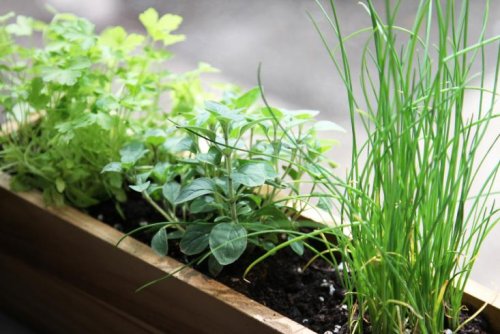 Зелень на подоконнике: какие виды растений можно посадить дома