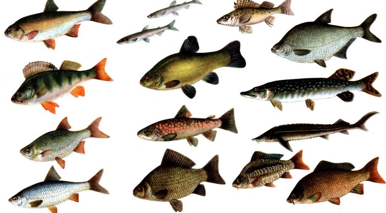 Как подобрать речной санитар рыбу? Особенности содержания рыбы в пруду