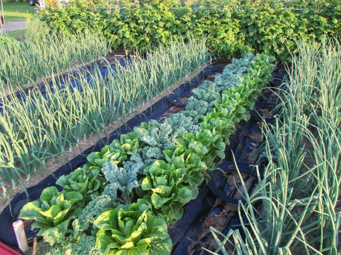 Способы и технологии выращивания овощных культур в открытом грунте