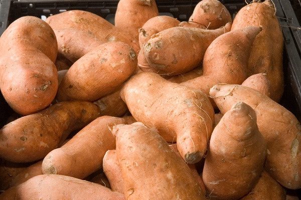 Посадка картофеля под солому и сено: как вырастить такую картошку