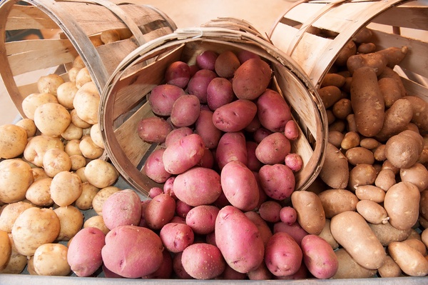 Самая ранняя картошка: список лучших сортов скороспелой картошки