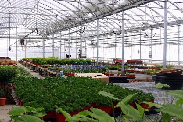 Как посадить растения в теплице из поликарбоната? Какие овощи можно высаживать?