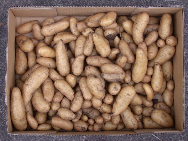 Основные опасные вредители картофеля: фото, описание и борьба с ними