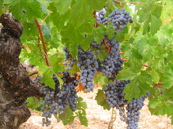 Как повысить урожайность винограда: подборка самых эффективных рекомендаций