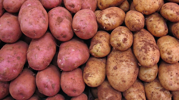 Основные опасные вредители картофеля: фото, описание и борьба с ними