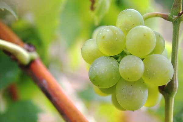 Красные столовые сорта винограда: интересные факты и рейтинг лучших сортов