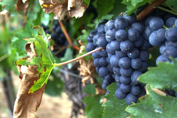 Красные столовые сорта винограда: интересные факты и рейтинг лучших сортов