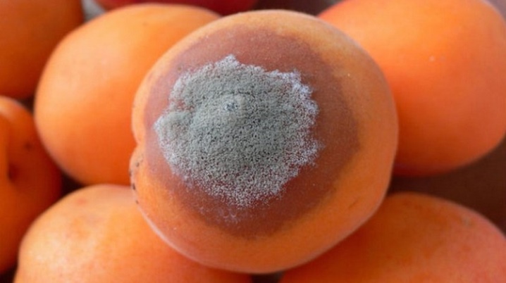 Распространенные болезни абрикосовых деревьев и их эффективное лечение
