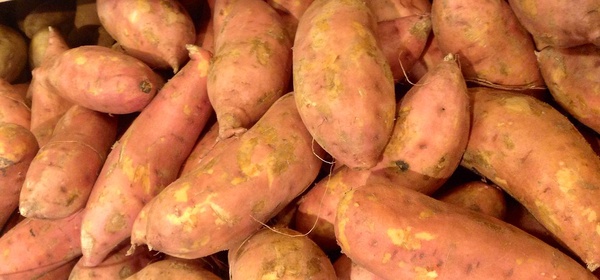 Высокоурожайные сорта картофеля для средней полосы и других областей