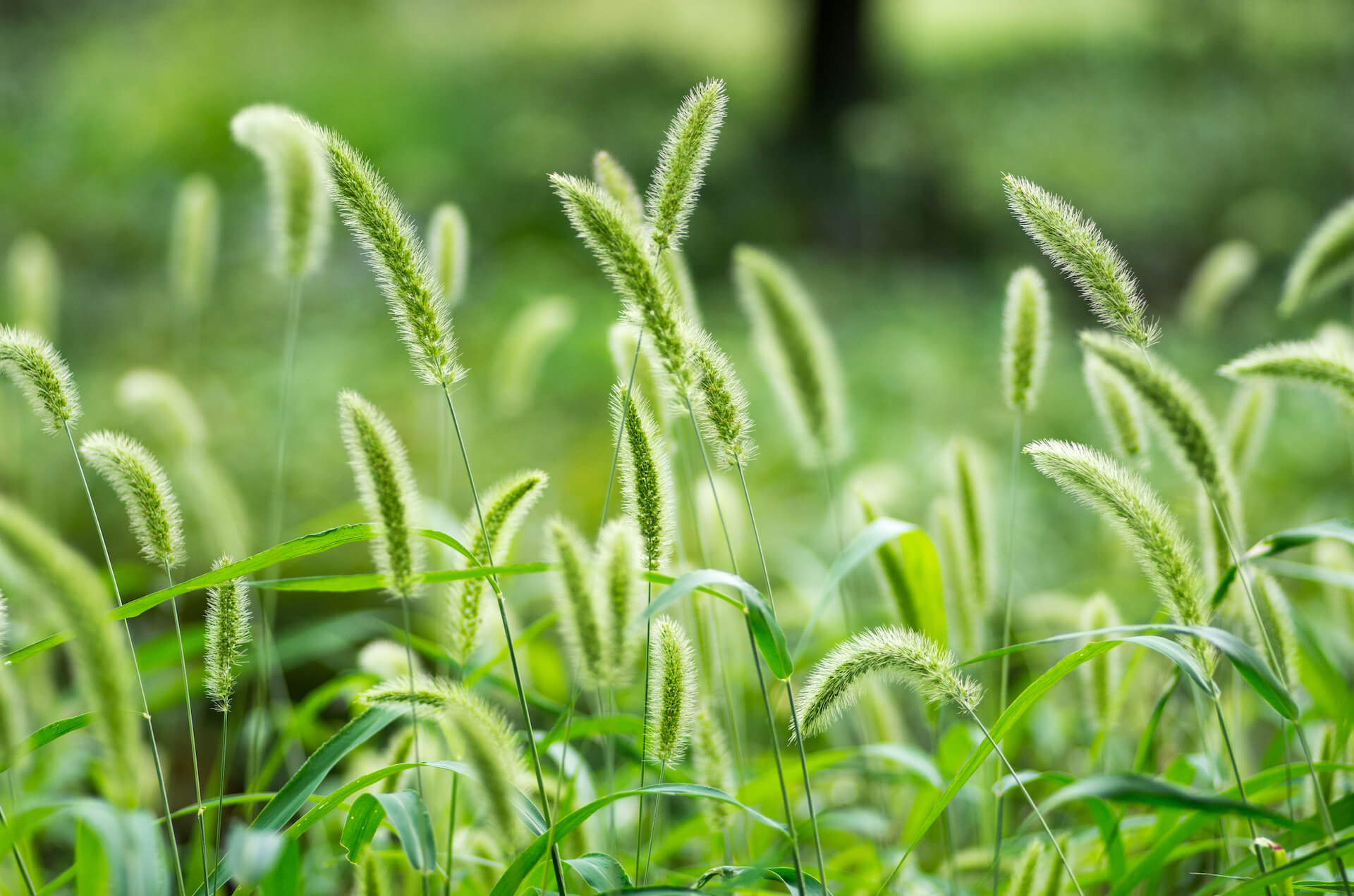Злаковые травы: фото и названия каждого растения для начинающих садоводов