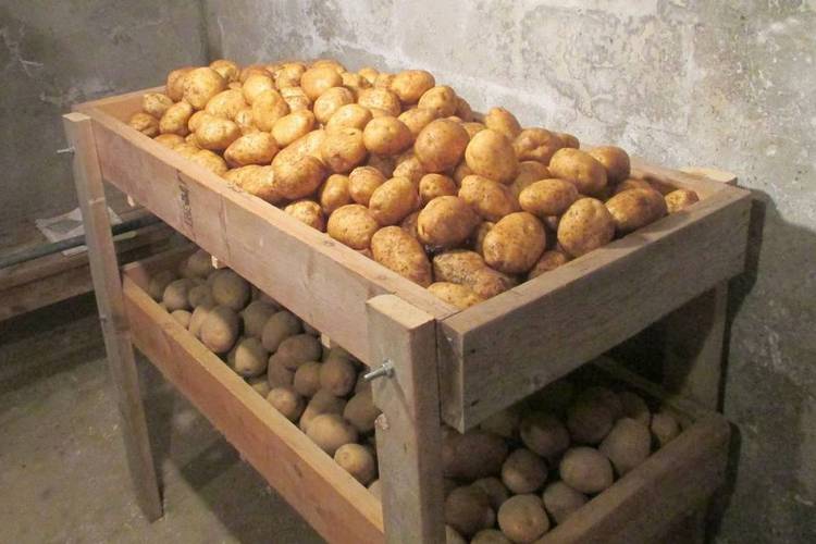 Как сохранить картошку до весны: хранение в погребе и в земле