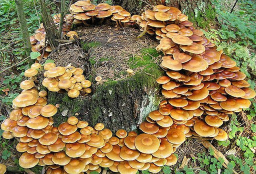 Как вырастить грибы на пне: технология выращивания вешенки в домашних условиях