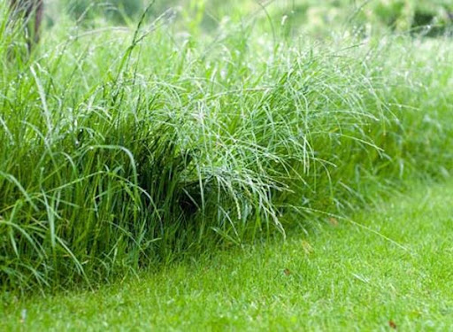 Трава полевица – фото с подробным описанием растения. Как выглядит полевица?