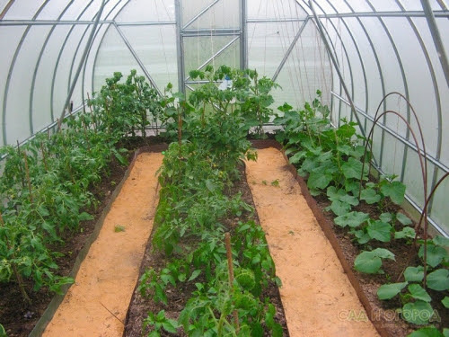 Соседство помидор и огурцов в теплице: можно ли сажать их рядом