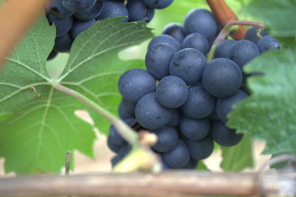 Как правильно укоренить виноград: топ самых эффективных советов