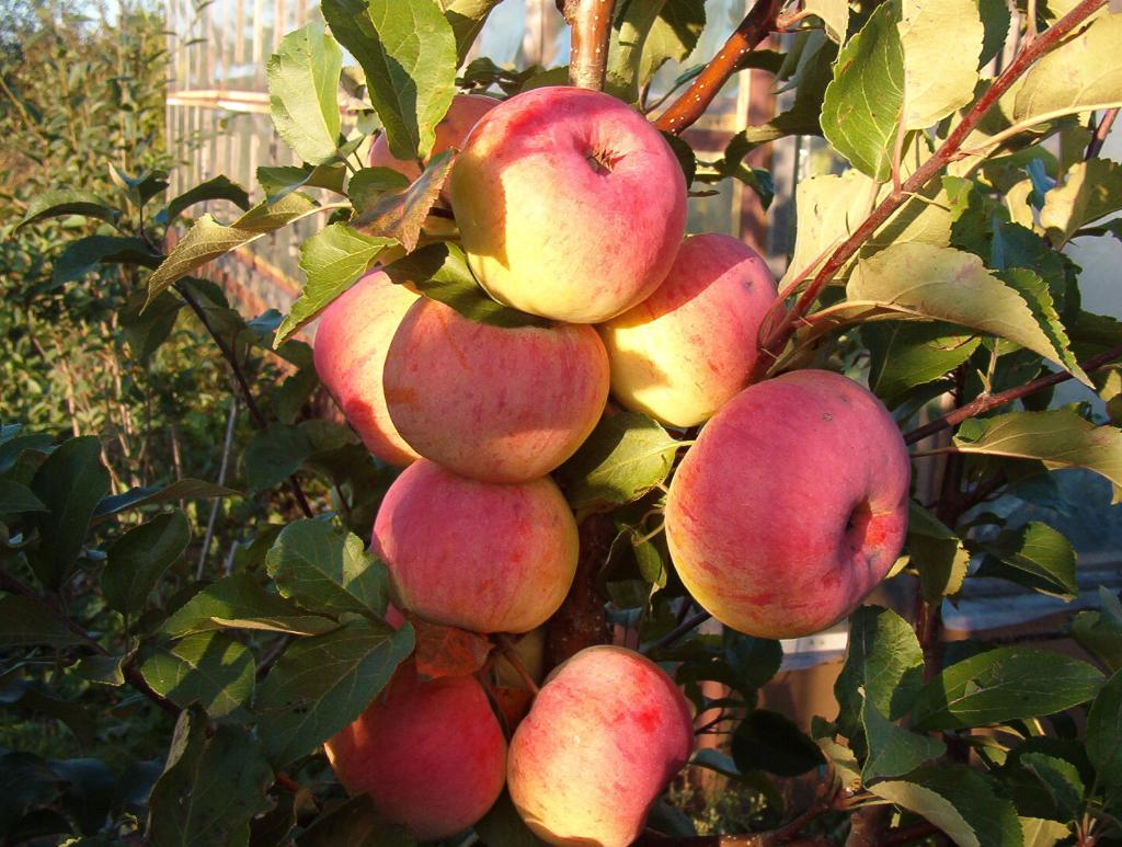 Как часто поливать яблони летом: основные правила полива и полезные советы