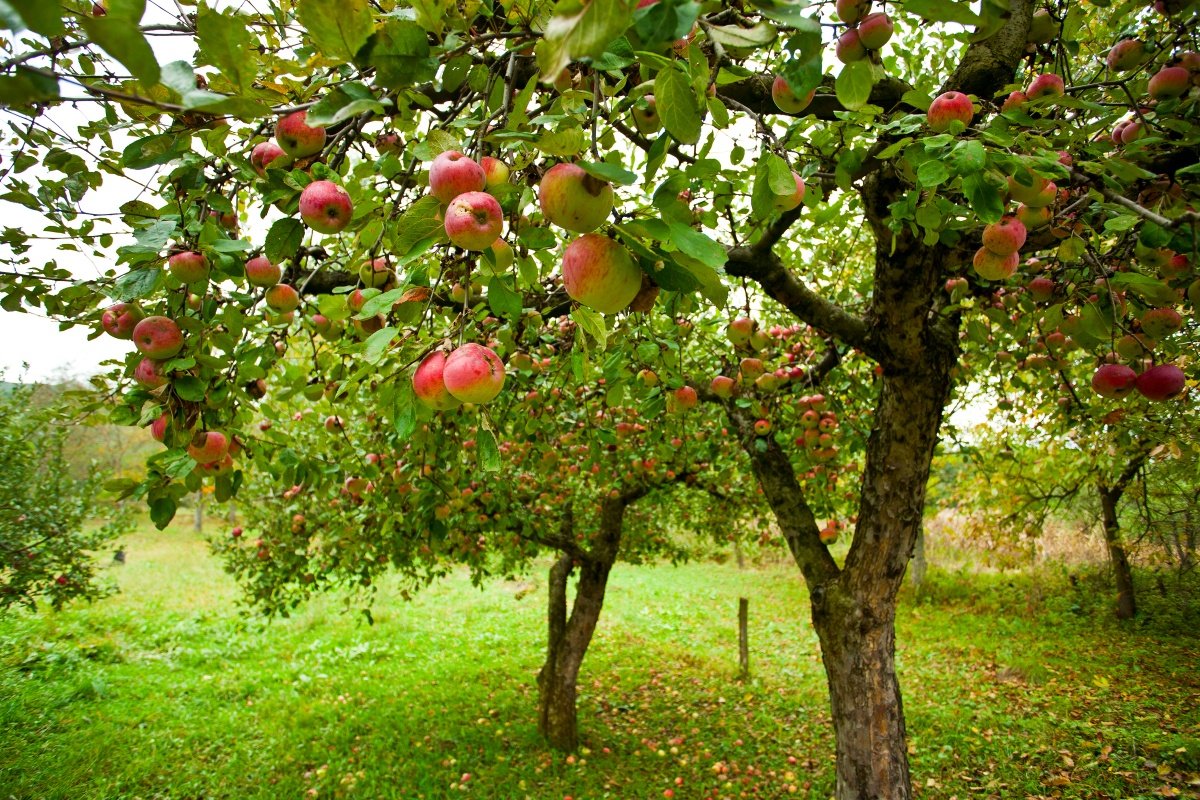 Как правильно сформировать молодую яблоню: основные правила и лучшие советы от знатоков