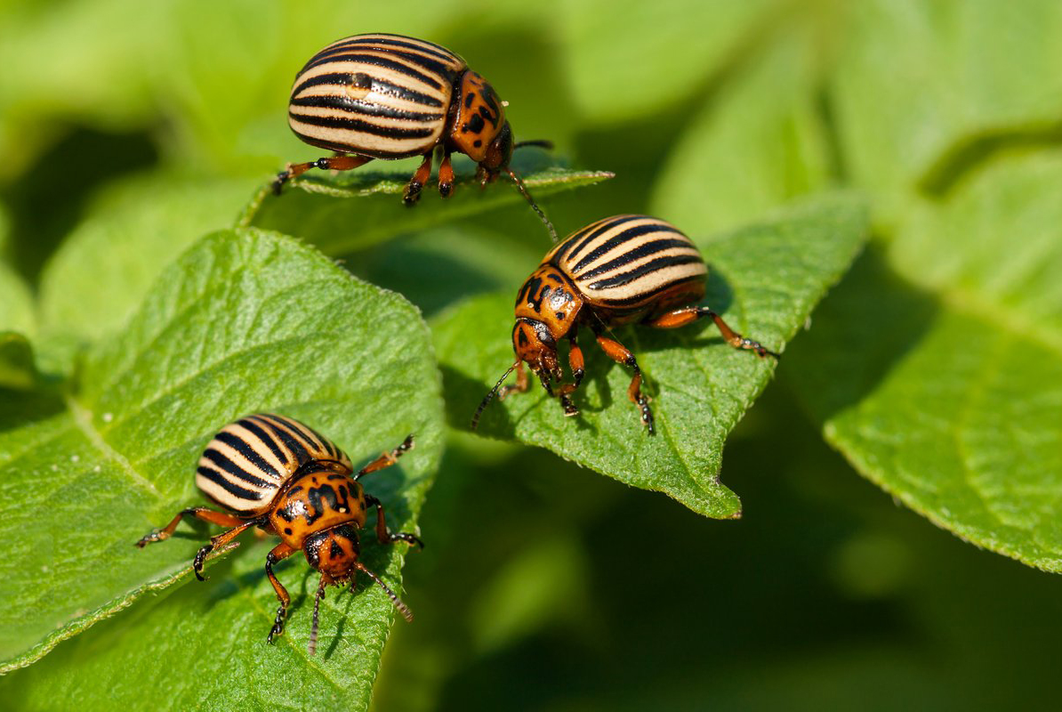 Средство Жукоед от колорадского жука для борьбы с вредителями