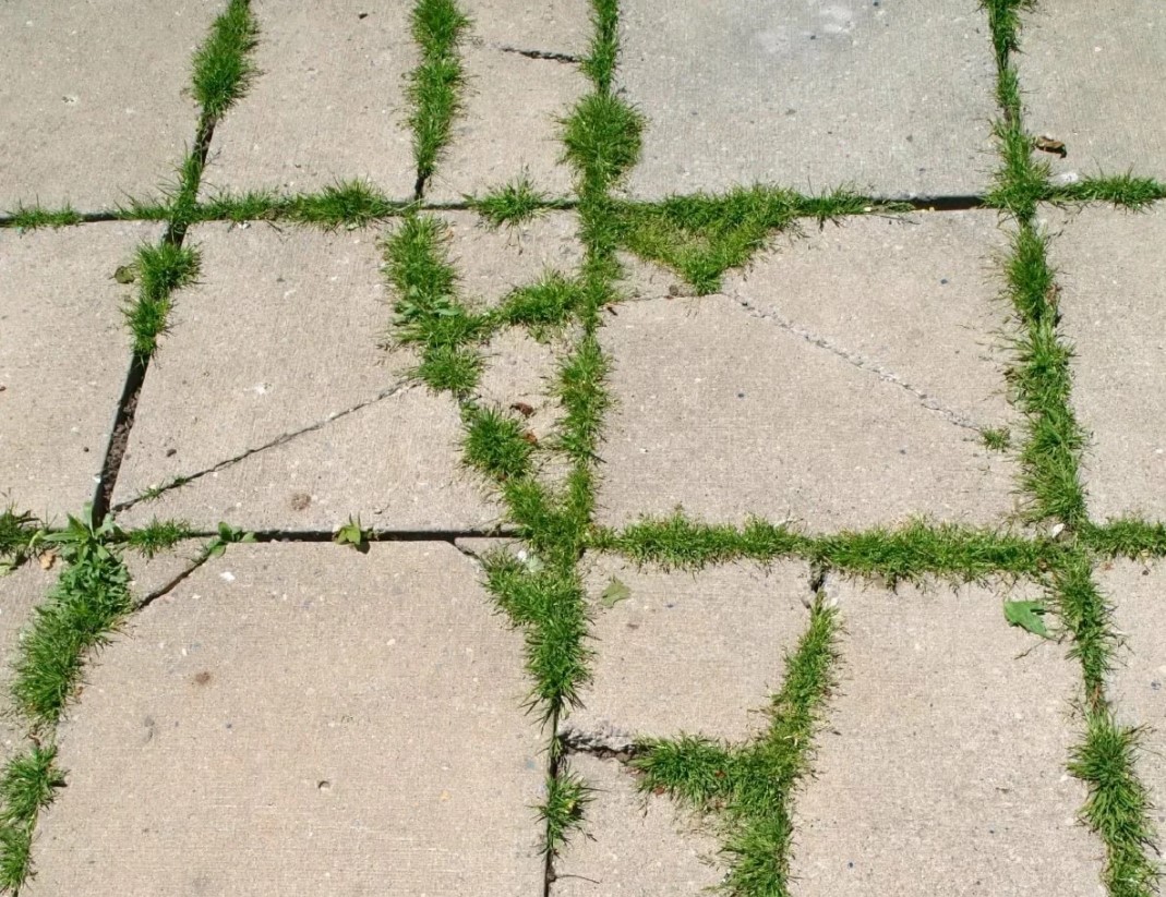 Трава в швах круглой брусчатки – фото с инструкцией об уборке