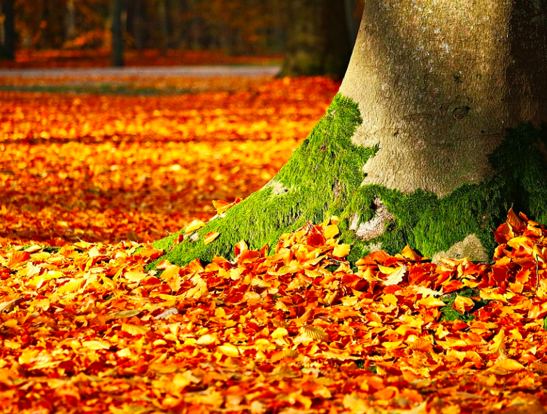 Почему осенью желтеют листья на деревьях: естественный процесс или болезнь?