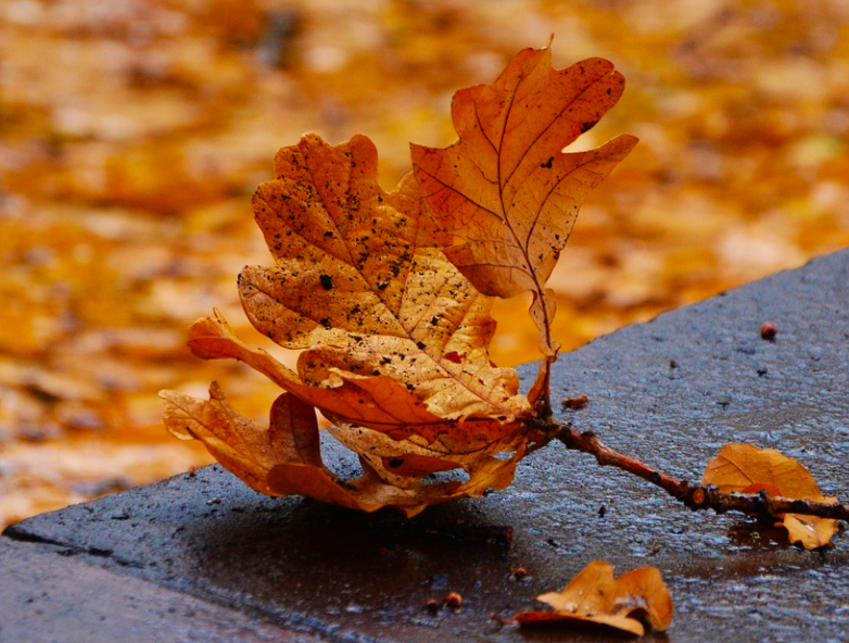 Почему осенью желтеют листья на деревьях: естественный процесс или болезнь?