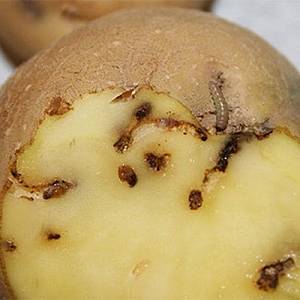 Средство от картофельной моли Лепидоцид: как разводить – пропорции