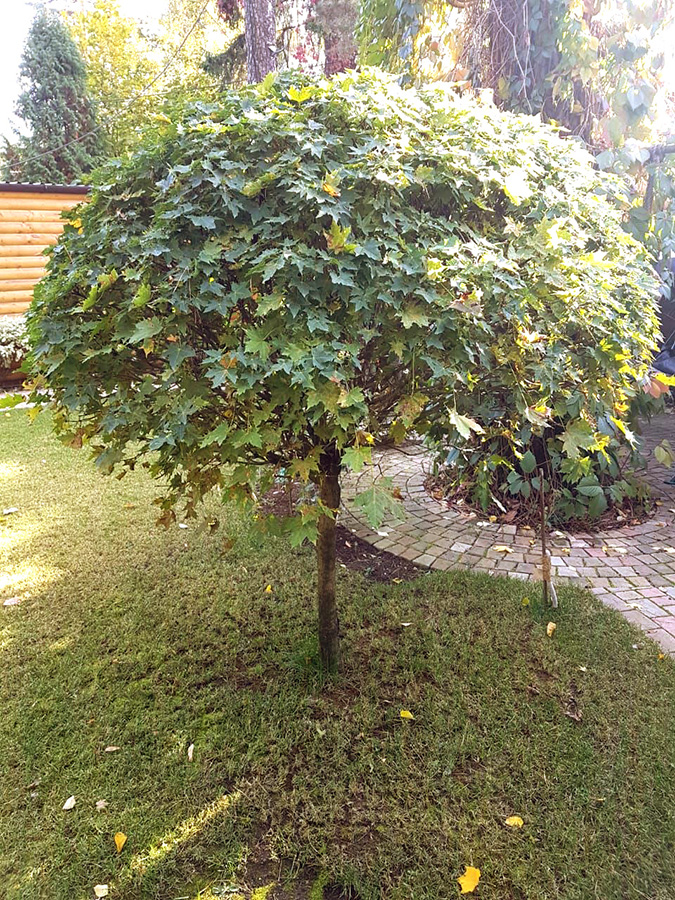 Клен на участке: плюсы и минусы этого дерева, его условия выращивания