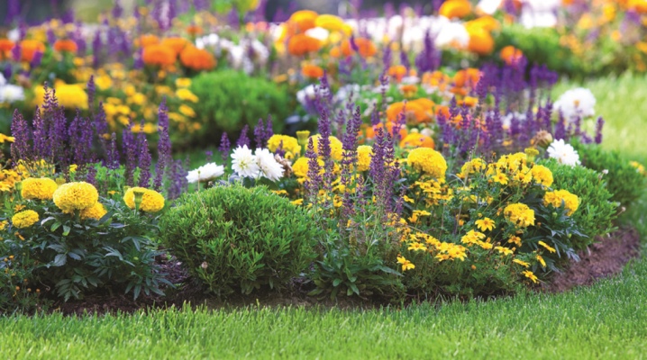 Какие садовые цветы любят кислую почву и почему стоит их посадить?