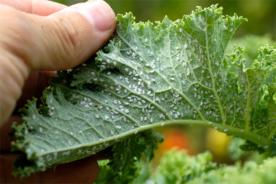 Вредители на рукколе, укропе, салате: чем обработать растения