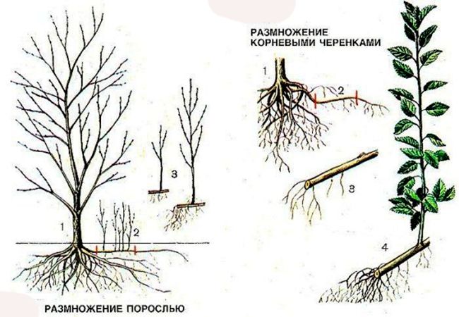 Особенности корневой системы алычи и рекомендации по выращиванию