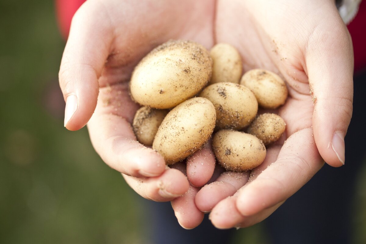 Почему картофель мелкий? Фото маленькой картошки и ее название