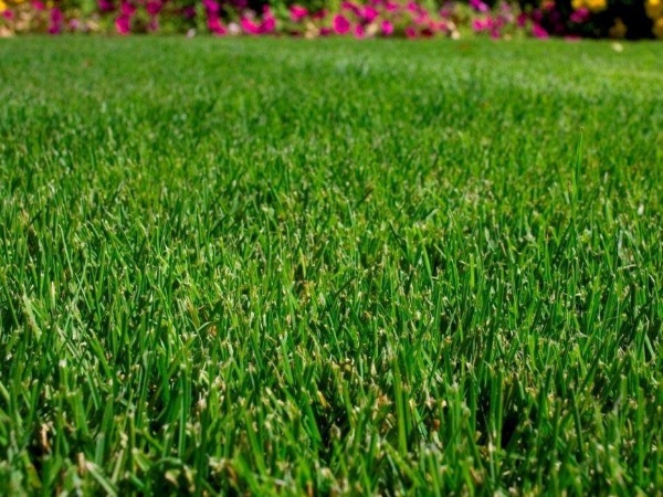 Какую траву можно посадить вместо газона и как это сделать правильно