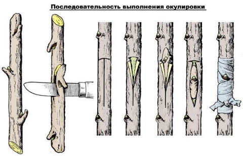 Прививка сливы летом: пошаговые рекомендации для начинающих