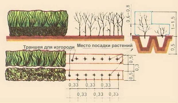 Правила посадки живой изгороди: виды растений и нормы посадки