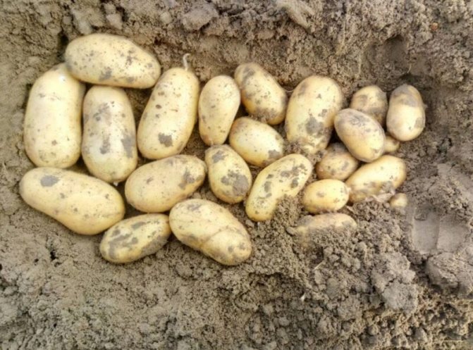 Сорта картофеля для суглинистой почвы, устойчивые к фитофторе и нематоде