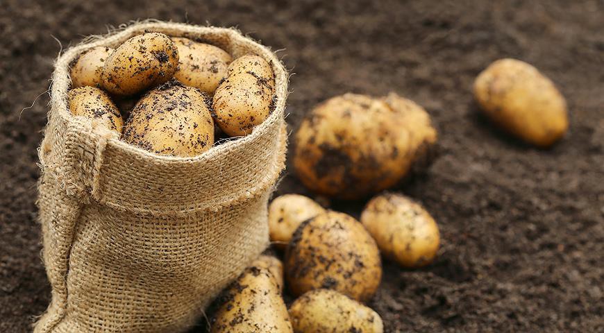 Сорта картофеля для суглинистой почвы, устойчивые к фитофторе и нематоде