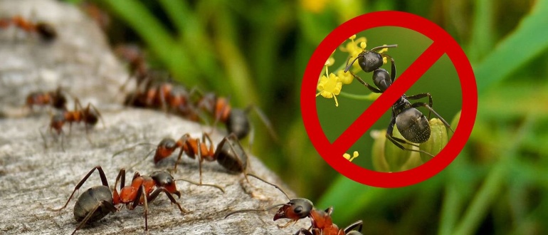Гром от муравьев: инструкция по правильному использованию средства