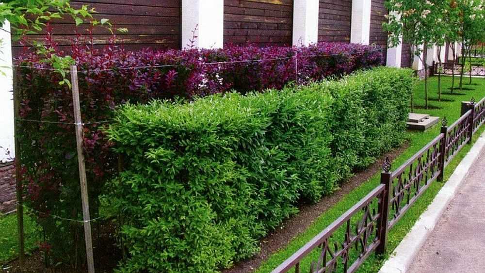 Зеленая стена из растений: что посадить для быстрого роста живой изгороди