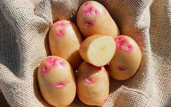 Картофель с шершавой кожурой и розовыми глазками: фото и название сорта