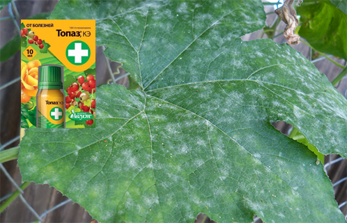 Топаз КЭ от болезней растений – инструкция по правильному использованию средства