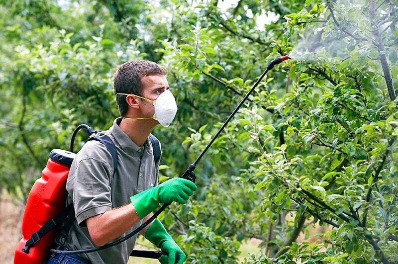 Самые опасные вредители плодов груши: методы борьбы с насекомыми и эффективное лечение растений