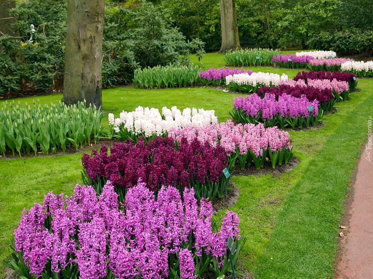 Ароматный цветок для красивого сада: какой выбрать и где посадить