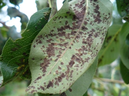 Причины почернения листьев у груши и эффективные методы лечения