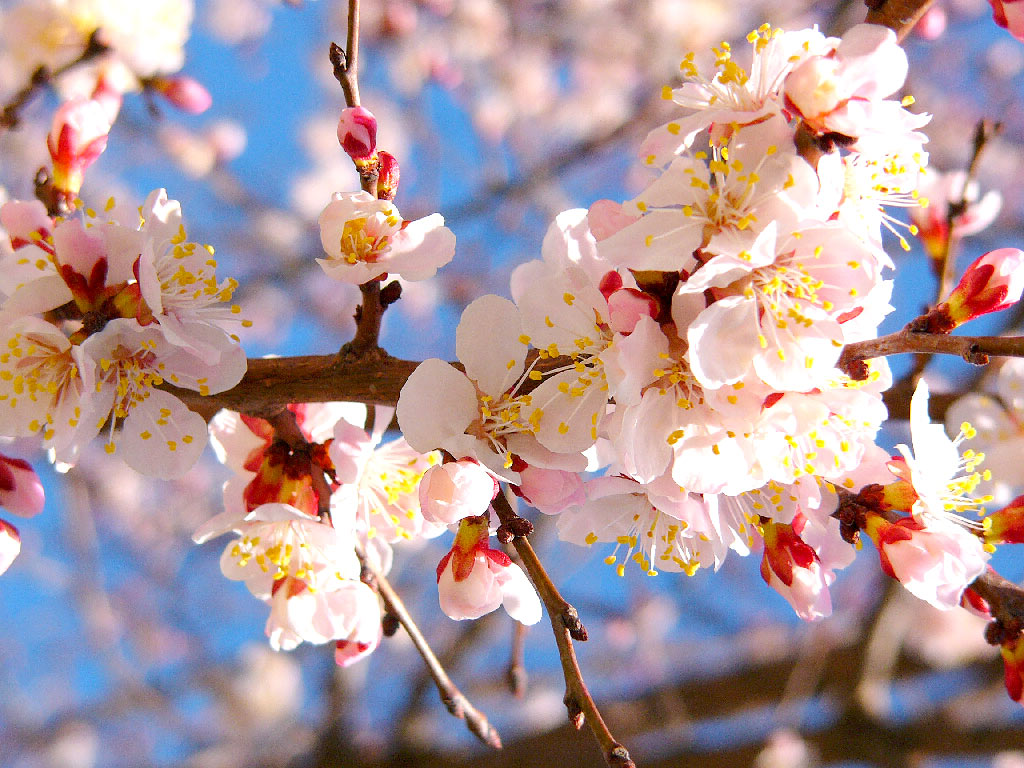 Как цветут абрикосы: интересные факты о весеннем цветении