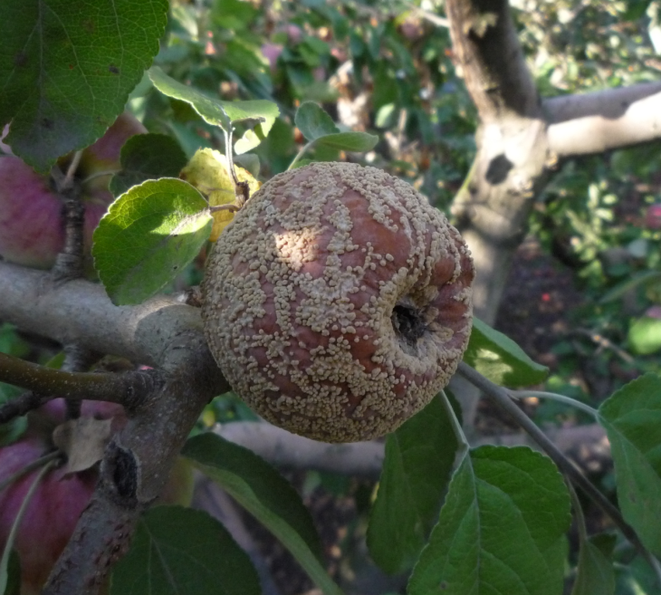 Почему у яблони и груши скручиваются и сохнут листья и что с этим делать?