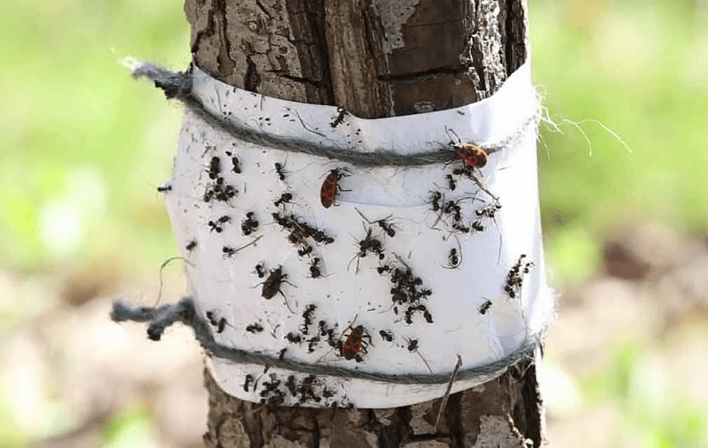 Самые опасные вредители плодов груши: методы борьбы с насекомыми и эффективное лечение растений