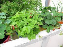 Балконная клубника: миф или правда? Можно ли вырастить землянику на балконе и другие ягоды