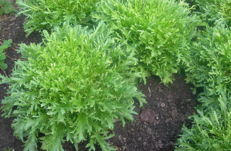 Салатный цикорий Витлуф и Эндивий: фото, посадка, выращивание и уход